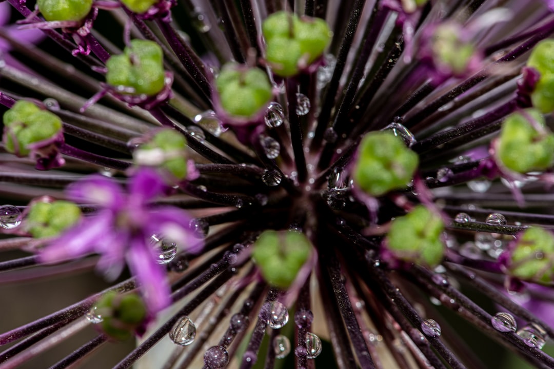 purple and green petaled flowers