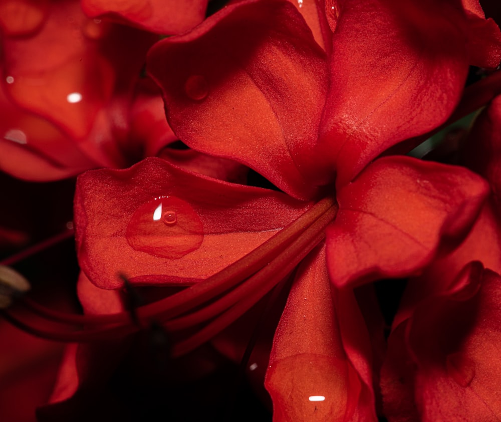 red-petaled flower