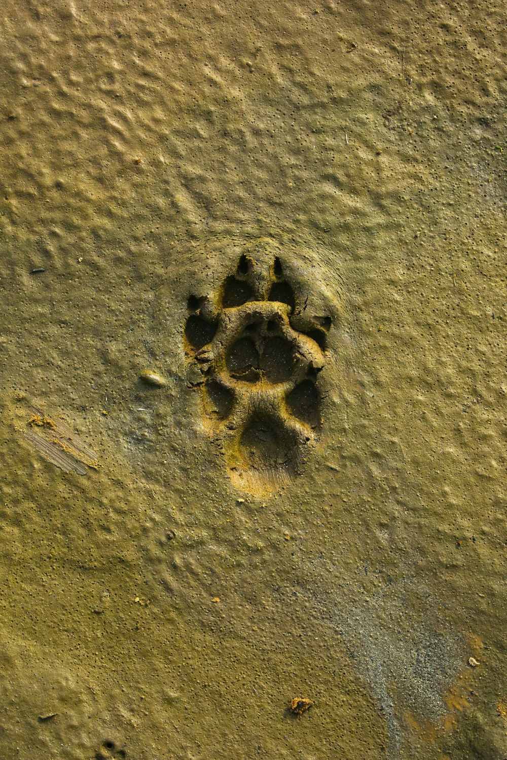 dof paw