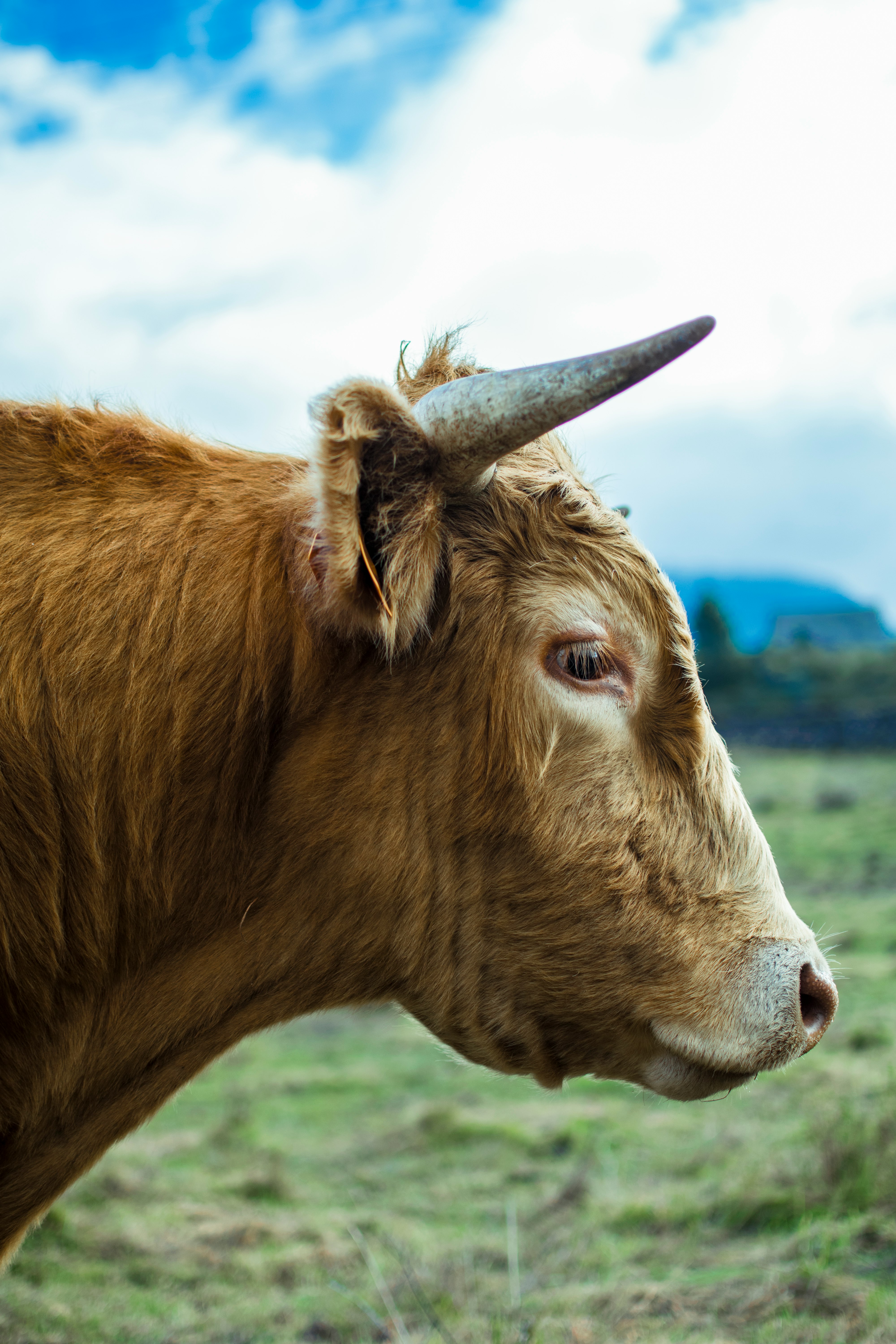 Photo de vaca par Alberto Rodríguez Santana