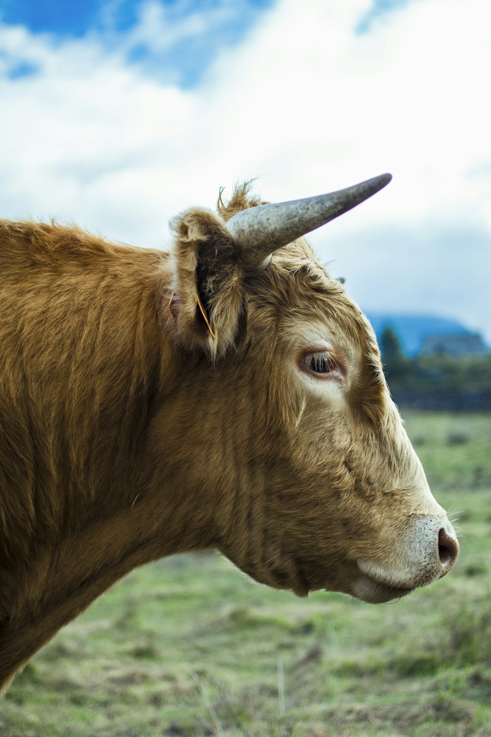 Foto de enfoque superficial de vaca marrón