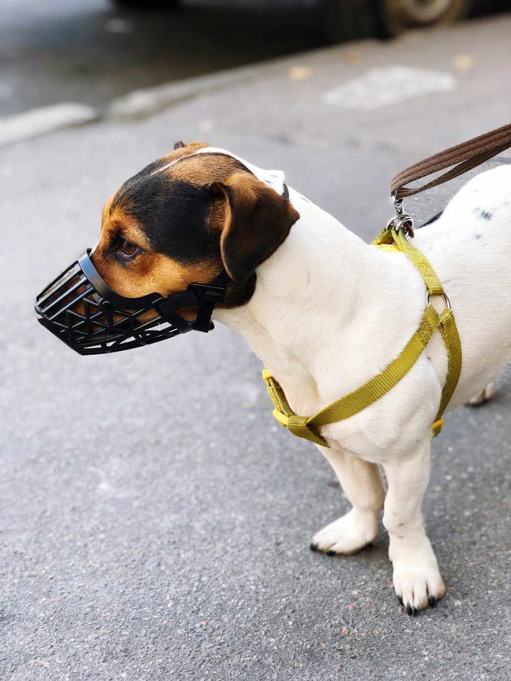 dog wearing muzzle
