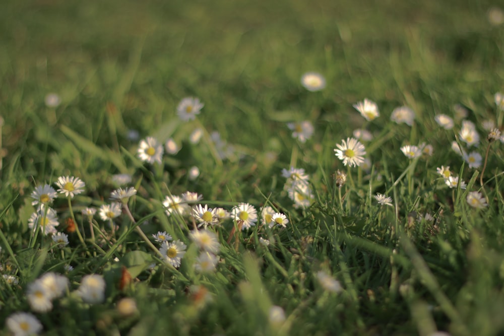 white petaled flower