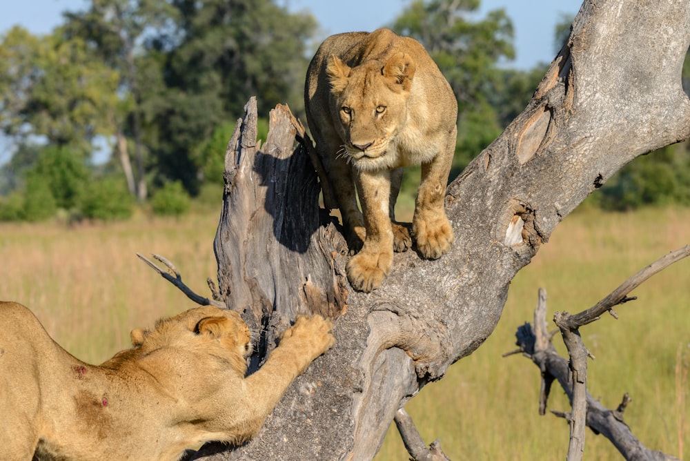 two lion on tree at daytime