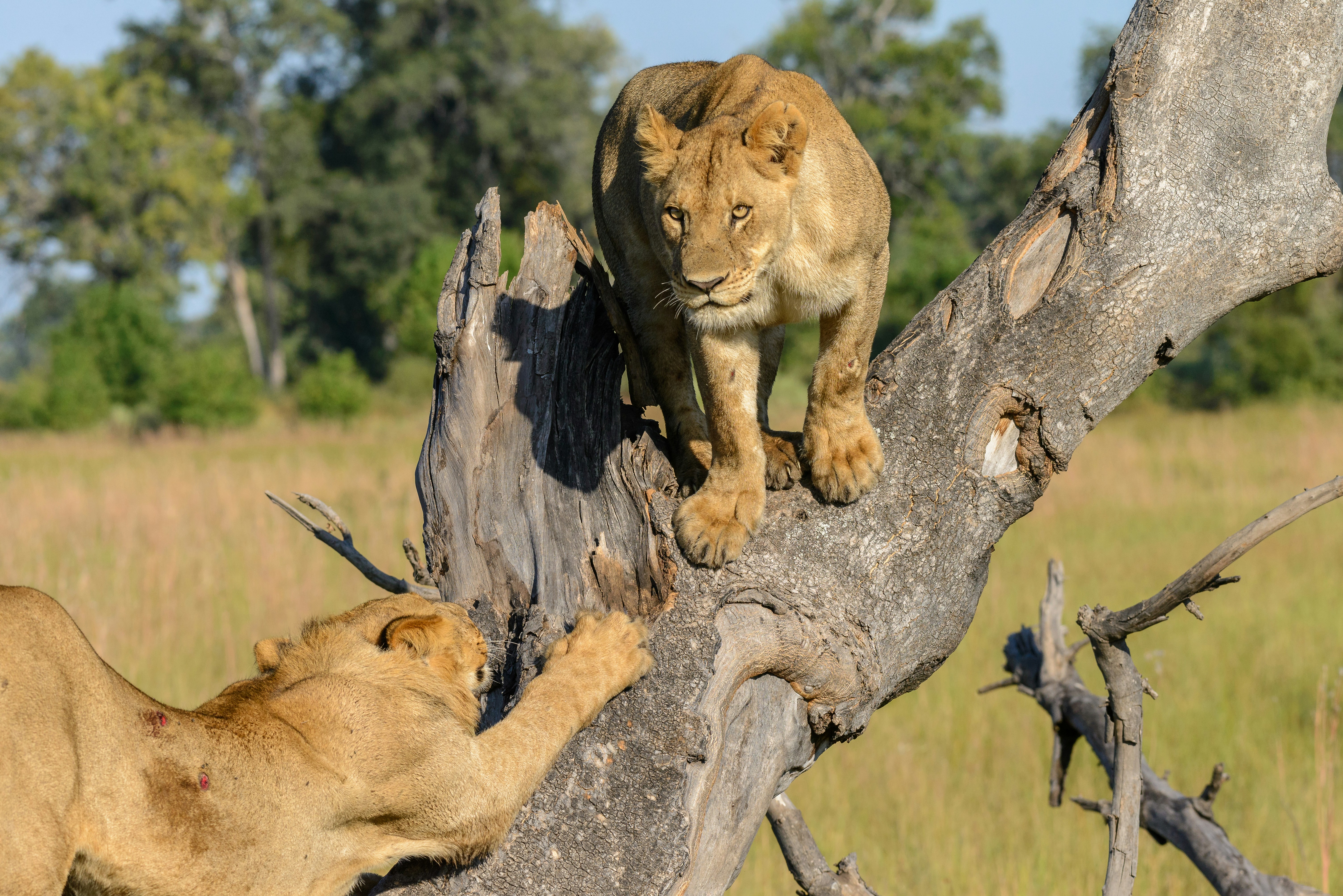 two lion on tree at daytime