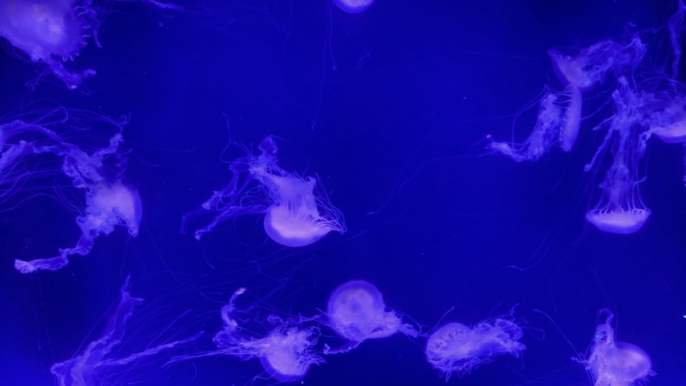 shoal of pink-and-blue jellyfish