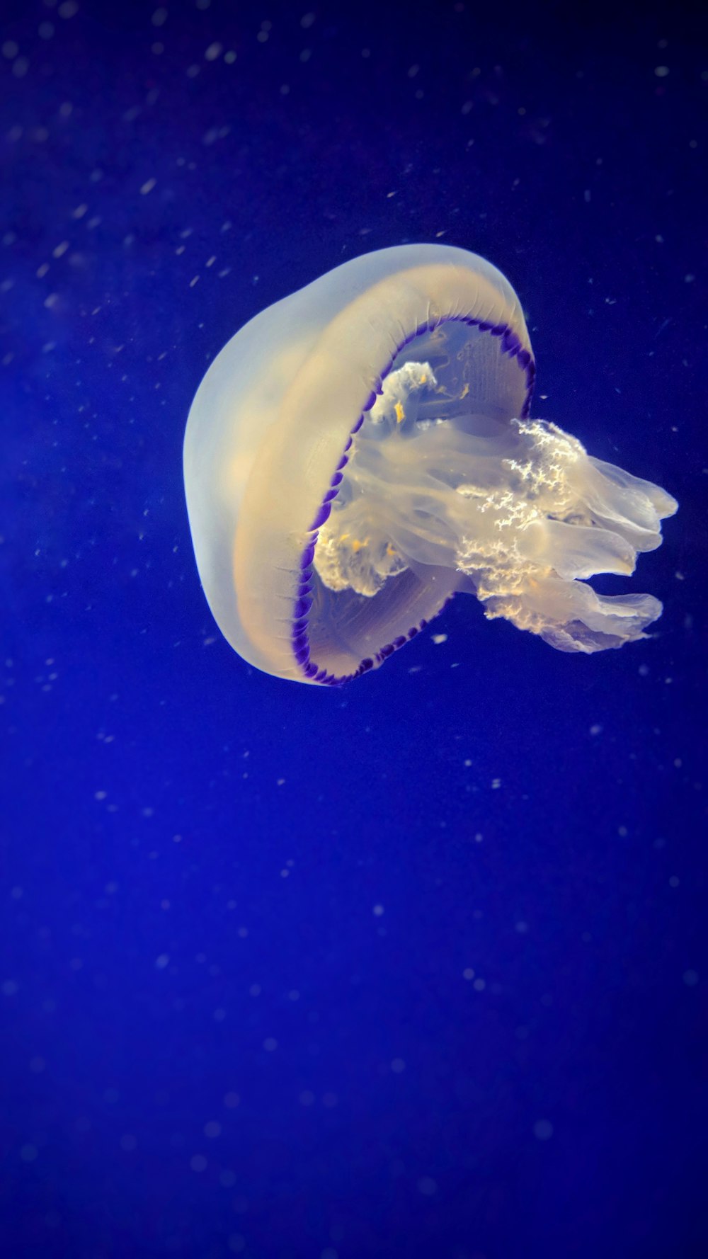 white jellyfish