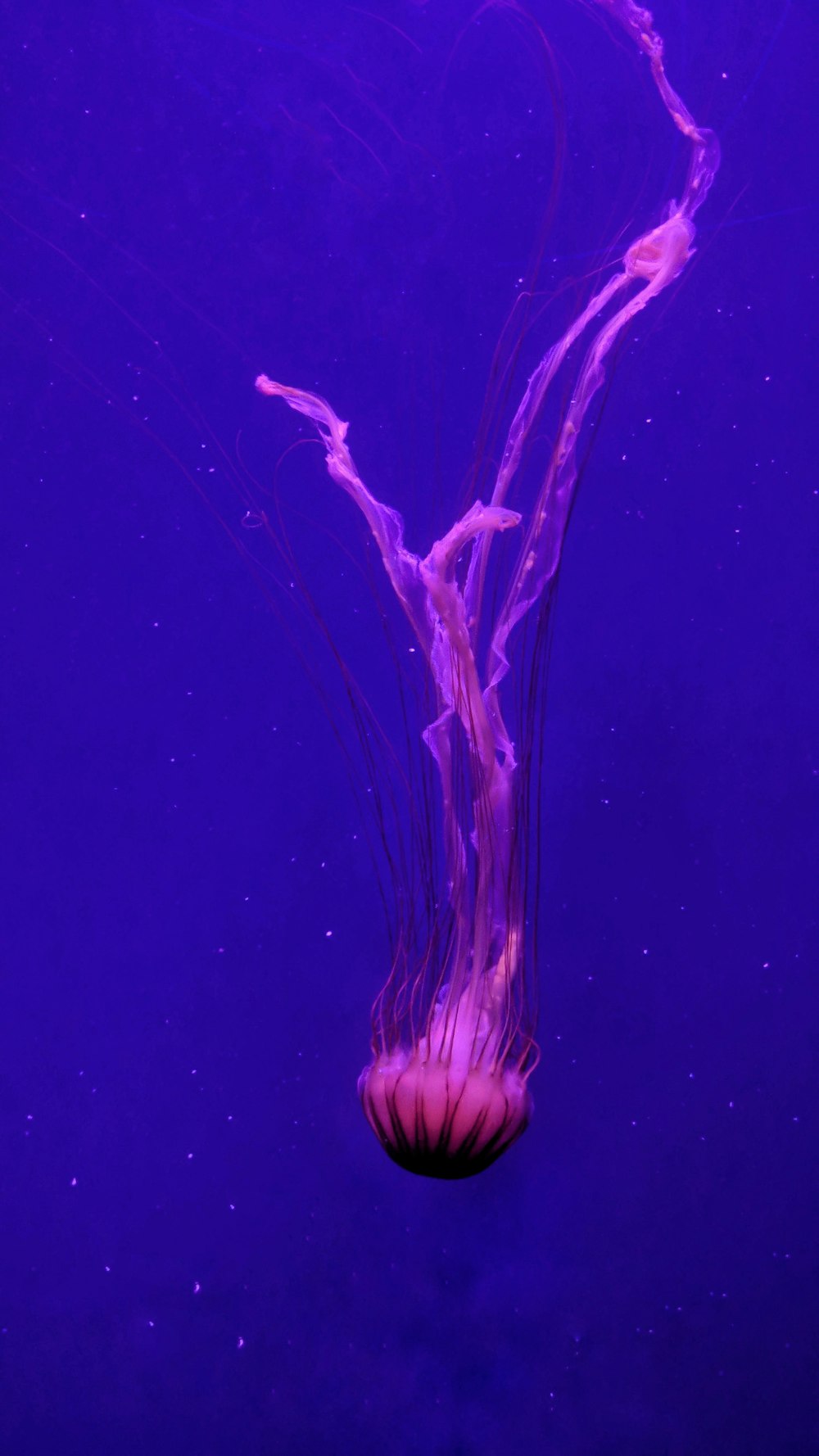 white jelly fish