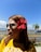 A person wearing round sunglasses and a yellow shirt is adorned with a vibrant red hibiscus flower tucked behind their ear. They stand in an outdoor setting with a clear blue sky. In the background, there is a road, palm trees, and a distant cityscape near a body of water.