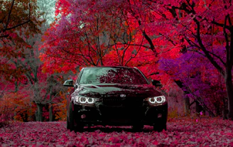 black car surrounded with maroon leaf trees