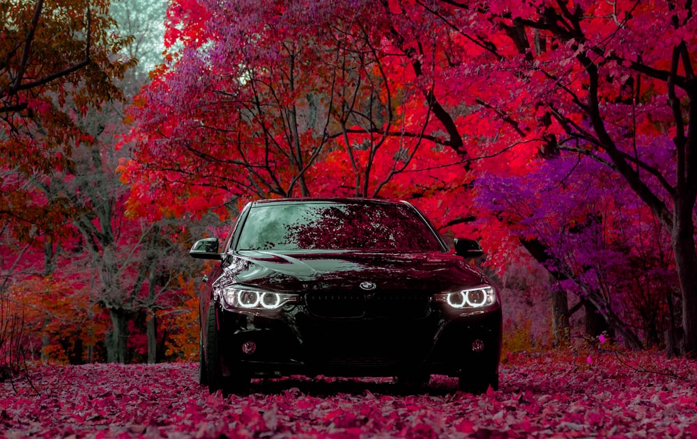 栗色の葉の木に囲まれた黒い車