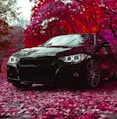 black BMW sedan parked near red tree