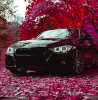 black BMW sedan parked near red tree