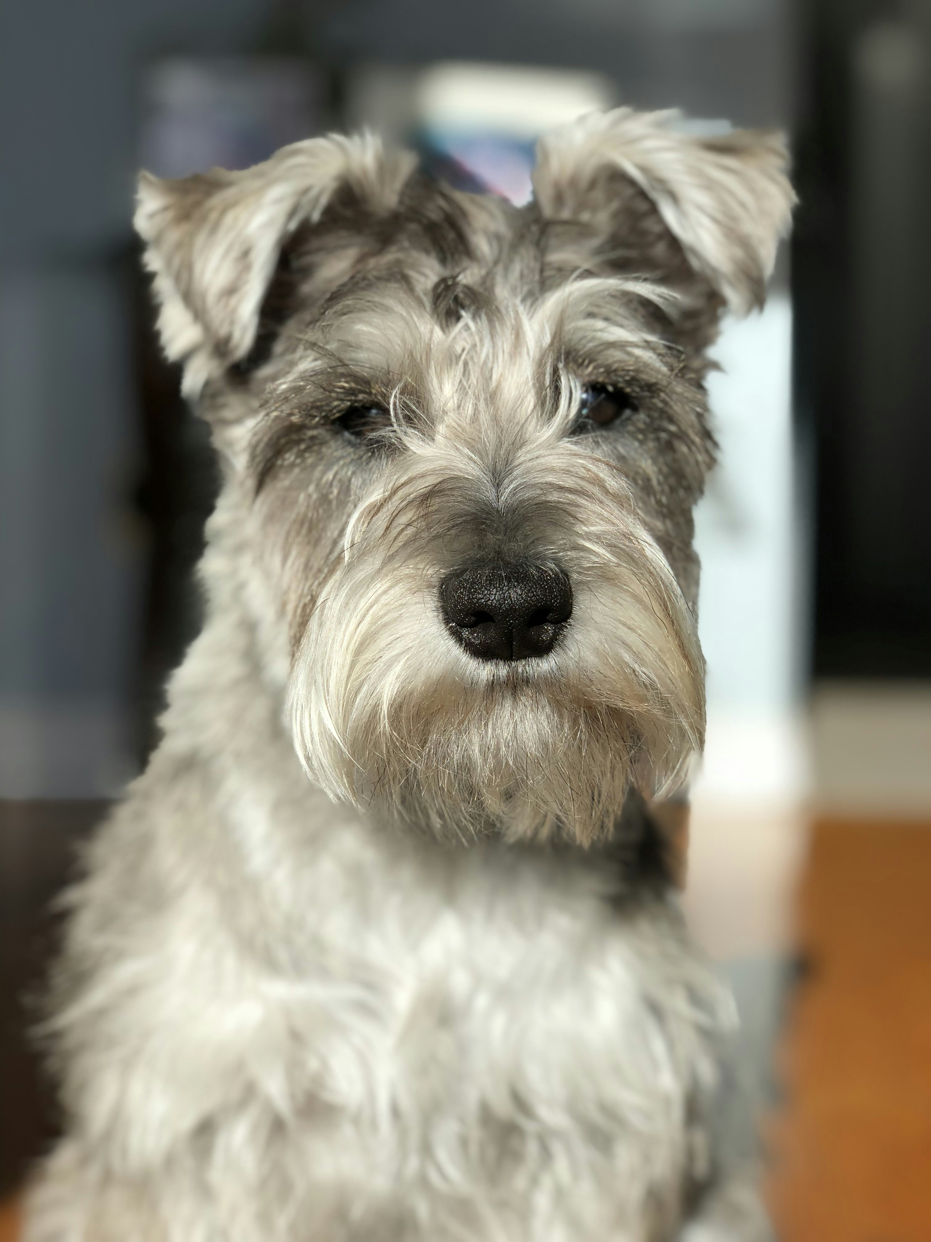 Schnauzer Mixes
