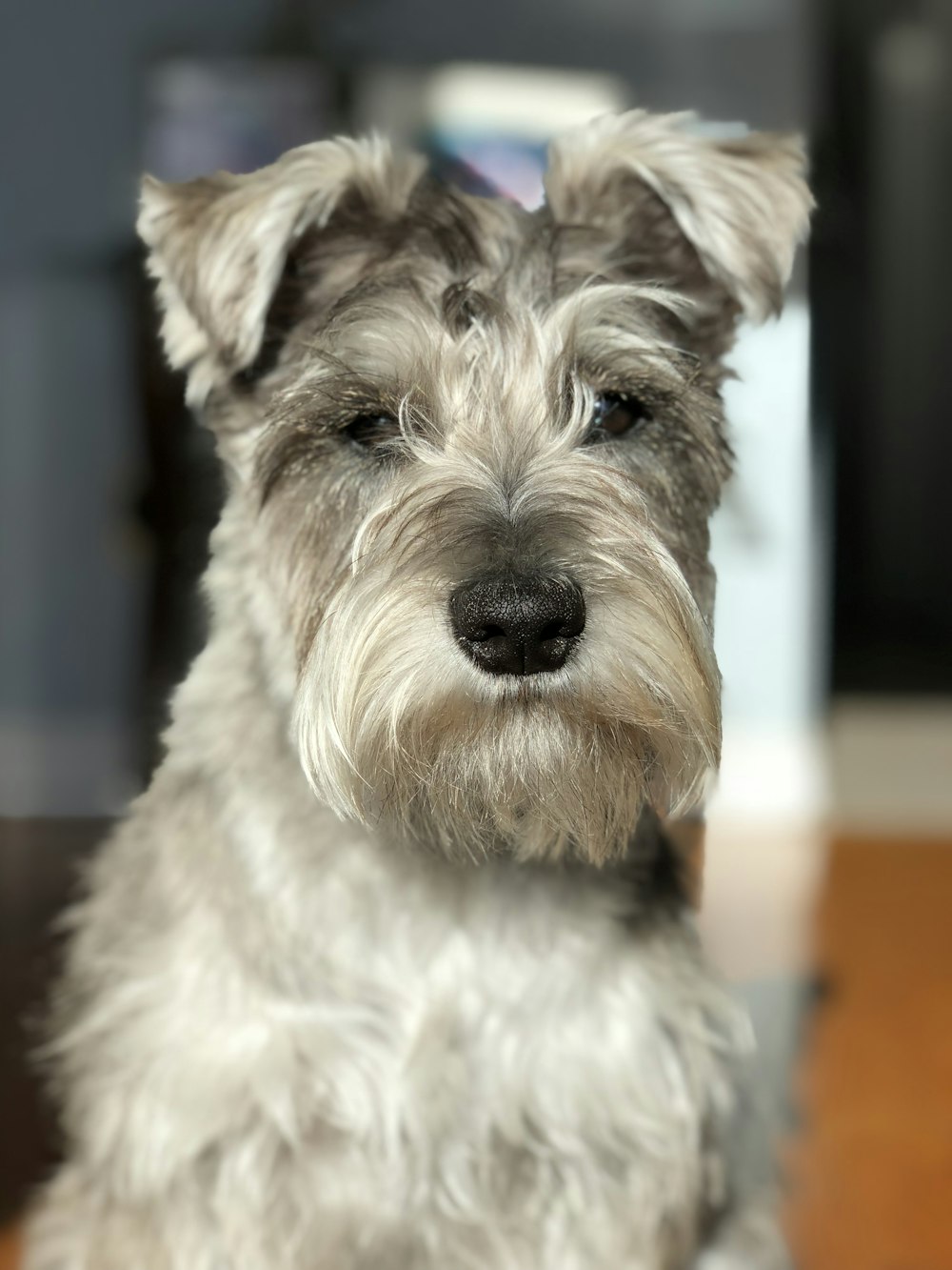 short-coated brown dog