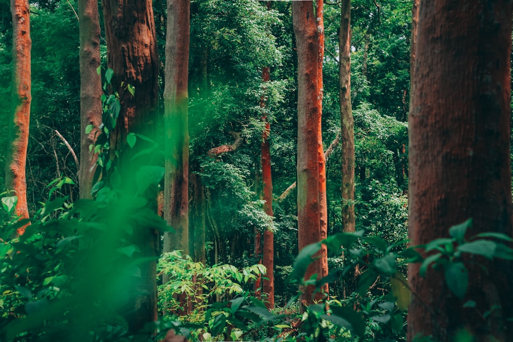 Forêt verte