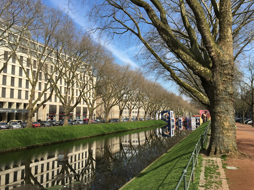 calm body of water surrounded by bare trees