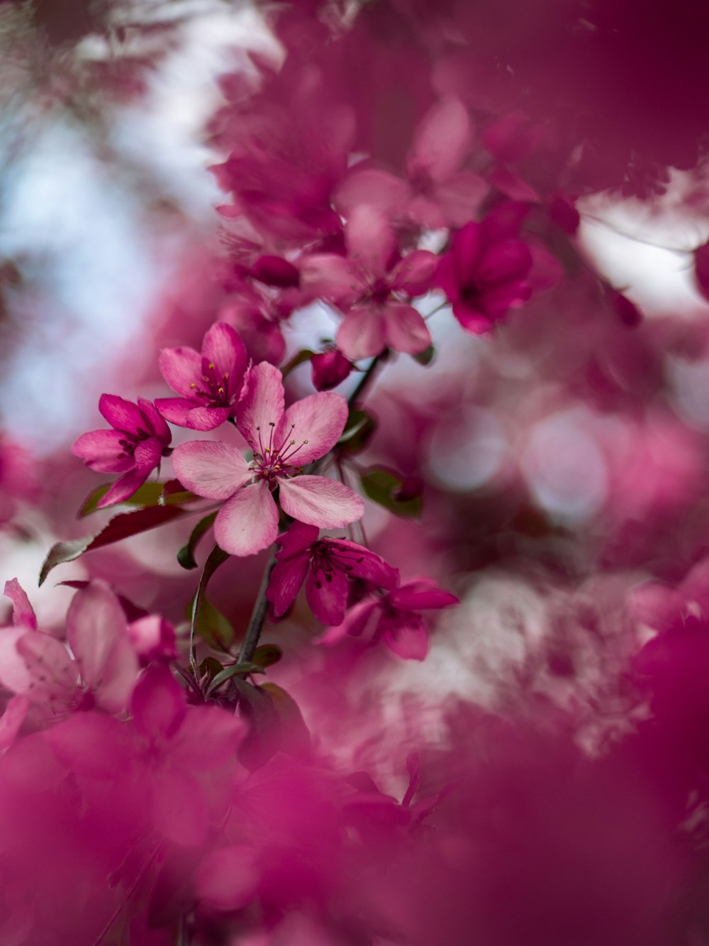 selective focus photo of purple petaled flower