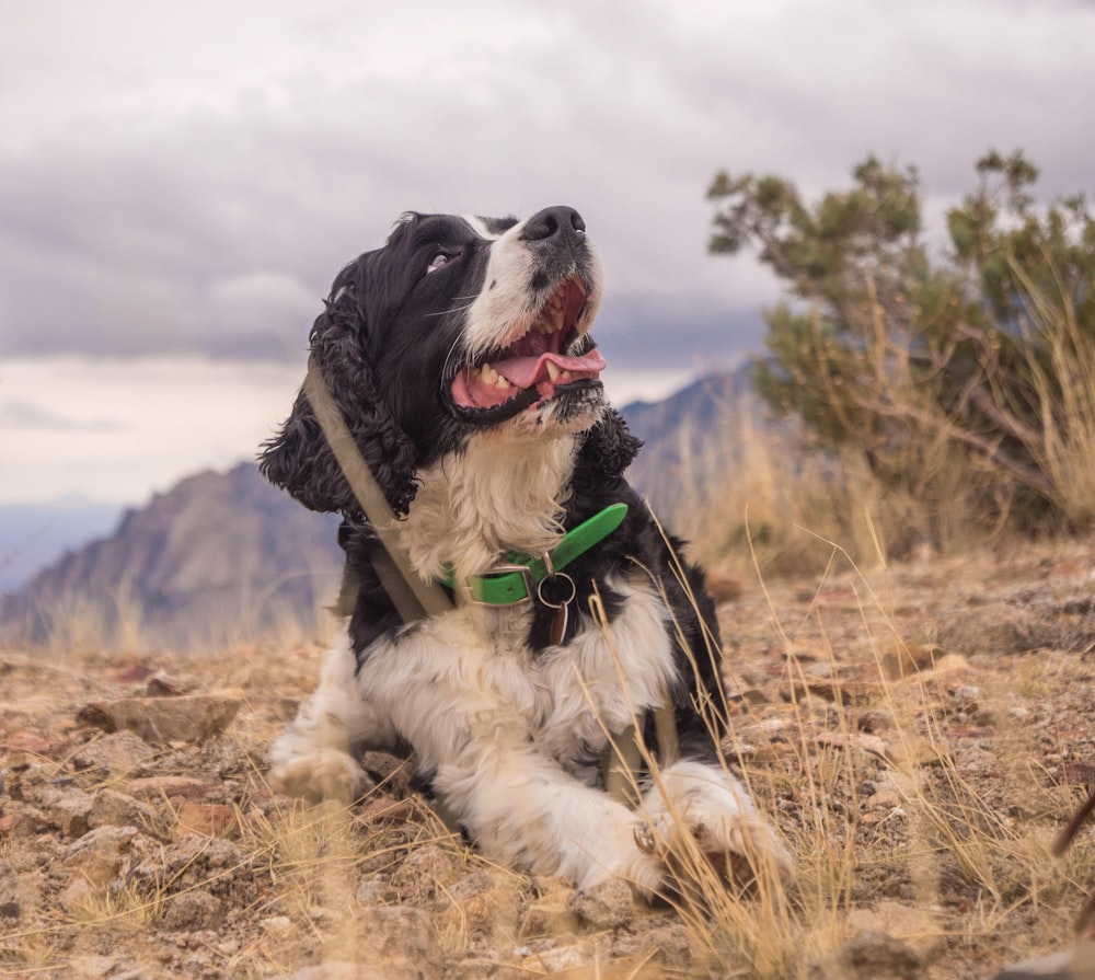 black and white dog lying on ground