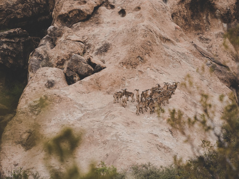 herd of goats on rocky mountain