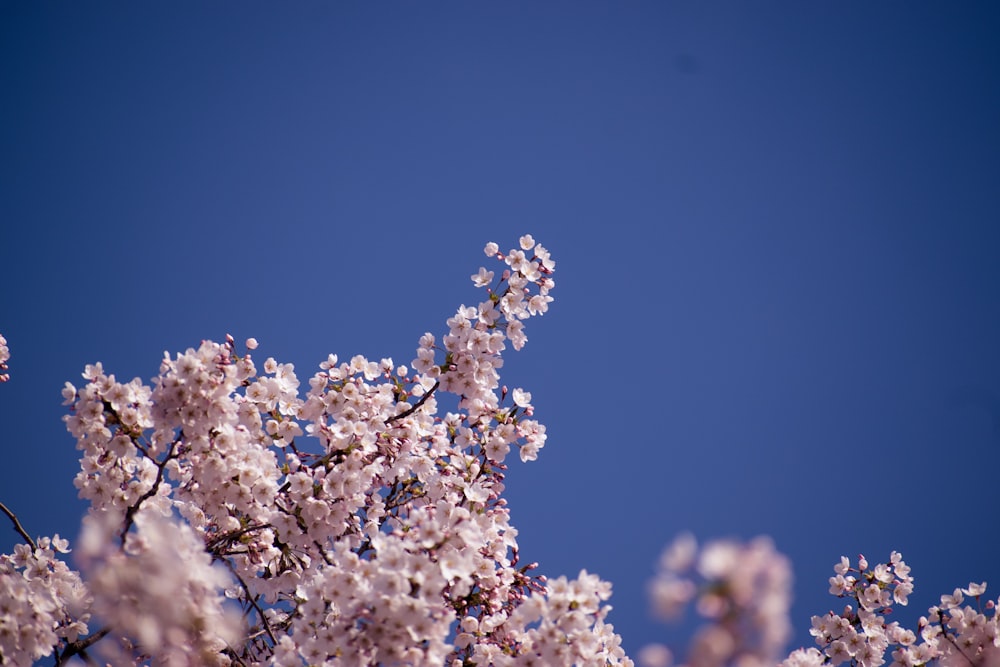 cherry blossoms