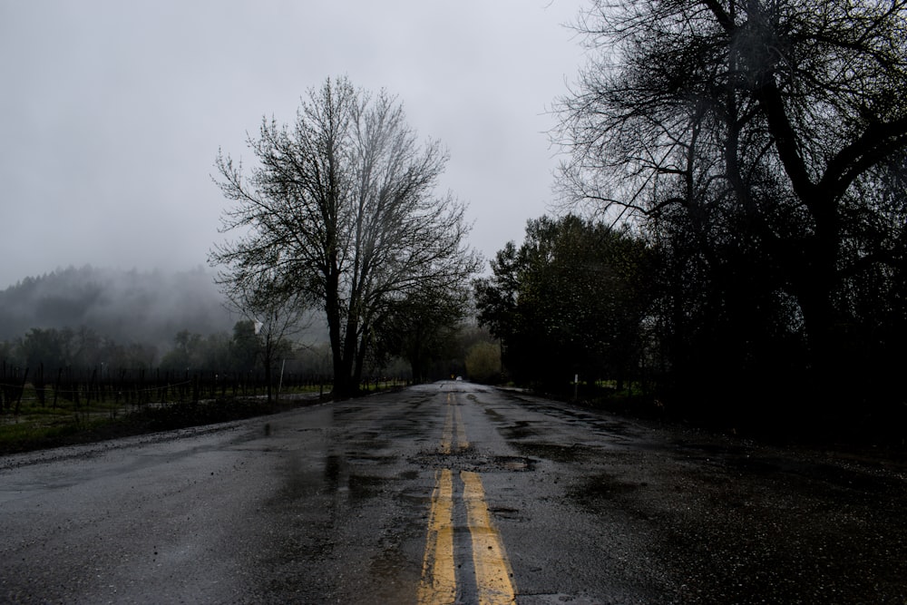 empty road between forest