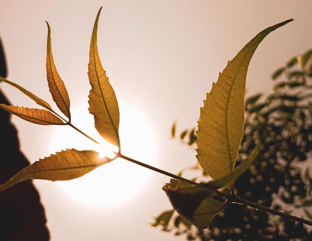 green leaves