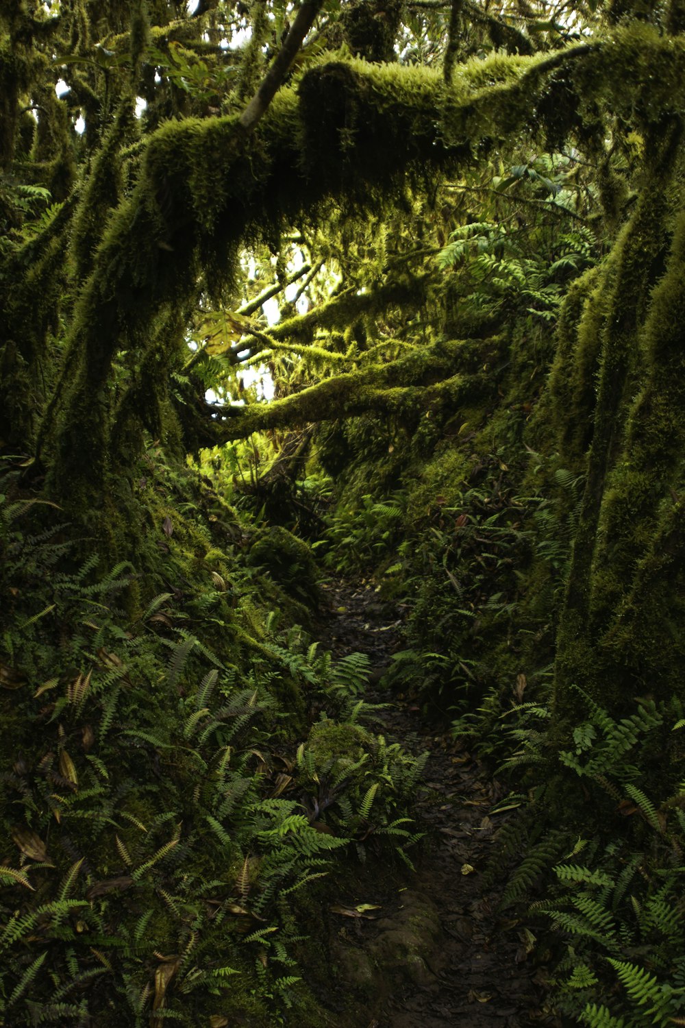 green trees and plant