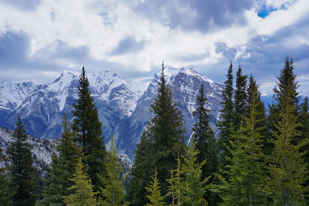 green pine tree during daytime