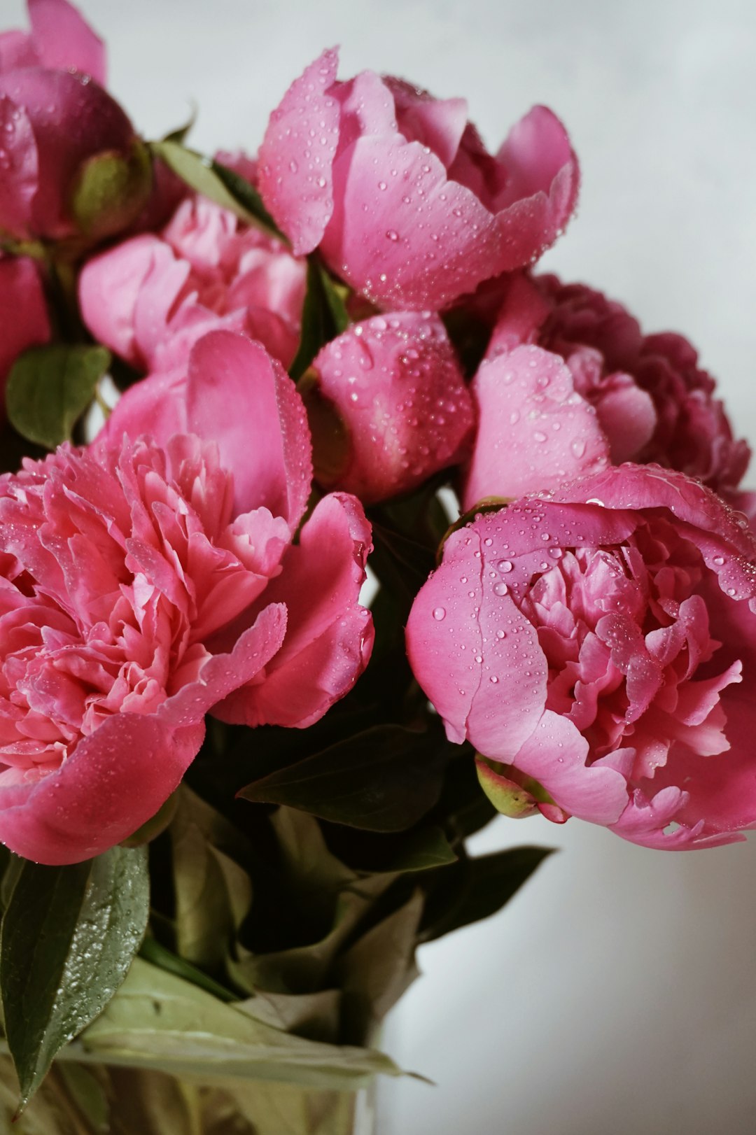 pink peonies