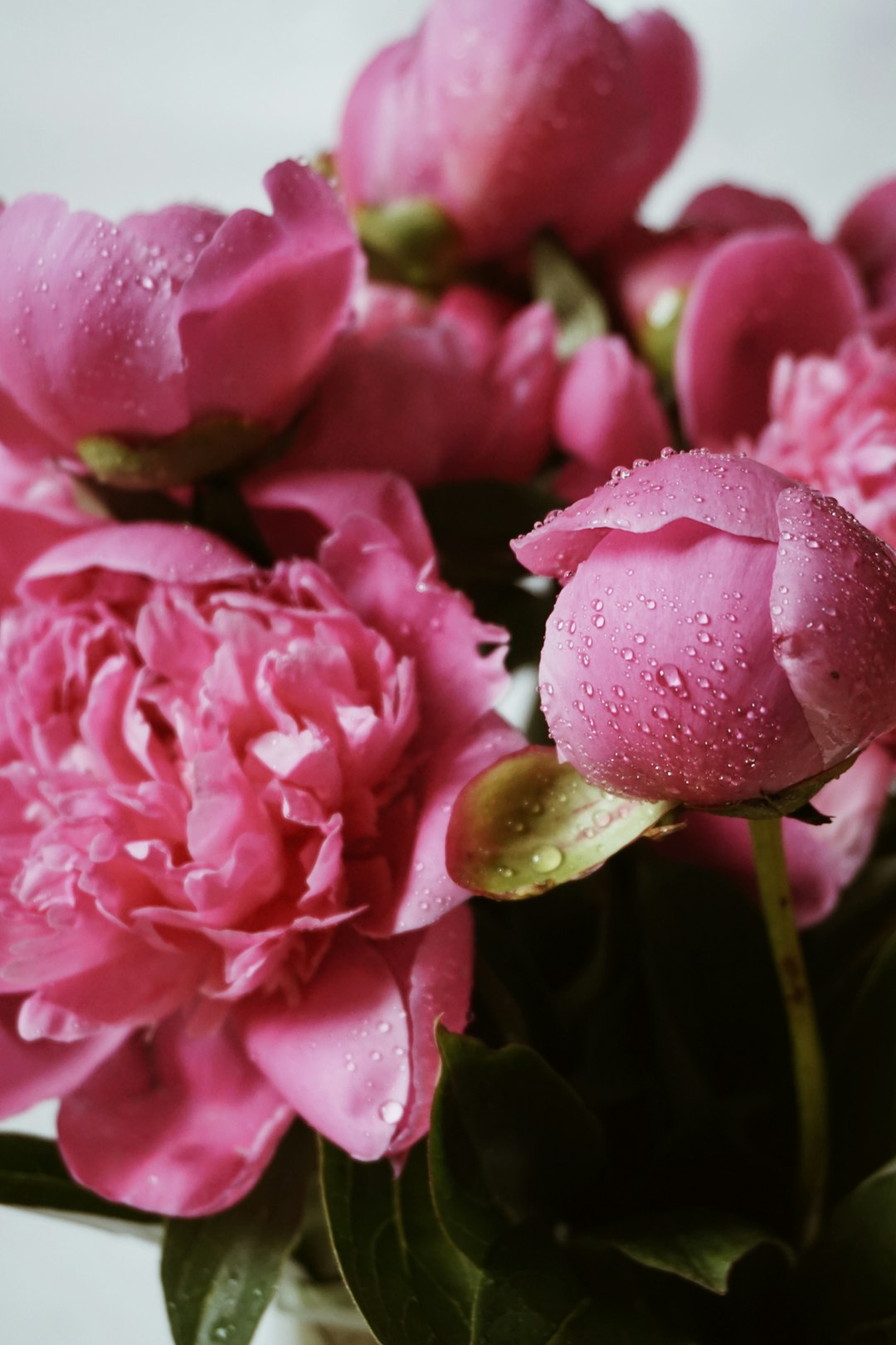 pink petaled flower bloom close-up photography