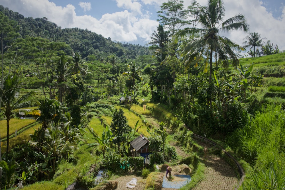 trees growing on rice terraces during daytime