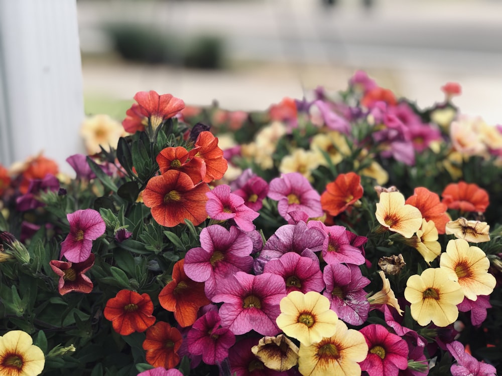 selective focus photography of multicolored flowers
