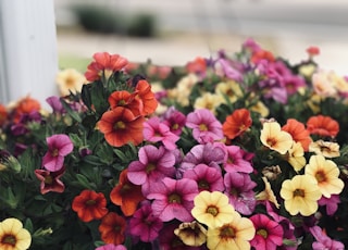 selective focus photography of multicolored flowers