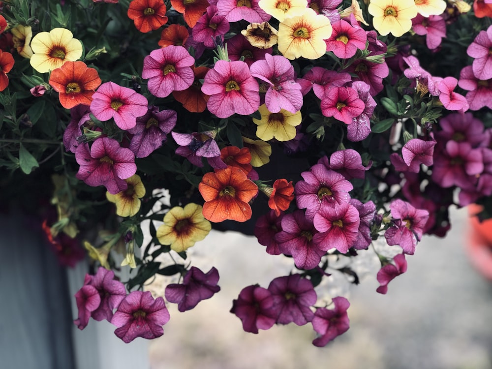 purple and yellow flowers