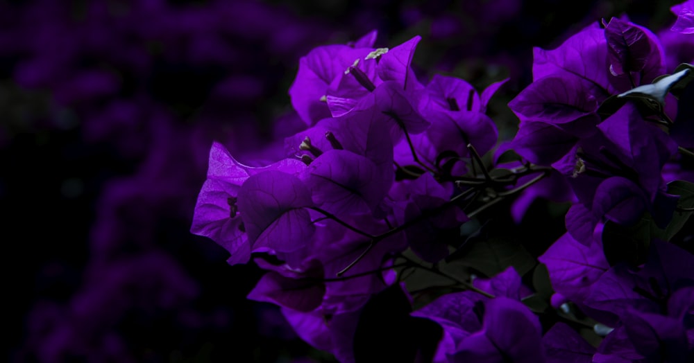 purple petaled flower