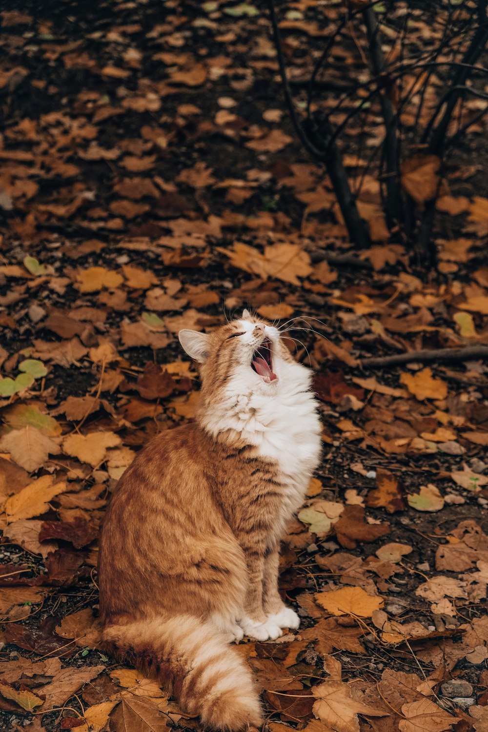 Un gatto arancione e bianco sbadiglia tra le foglie