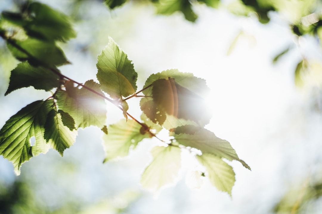 En nærbillede af et innovativt plantevækstlys setup med røde og blå LED lys, der effektivt belyste flere rækker af små, spirerende planter i en mørk omgivelse, illustrerer teknologiens rolle i fremme af planters vækst indendørs.