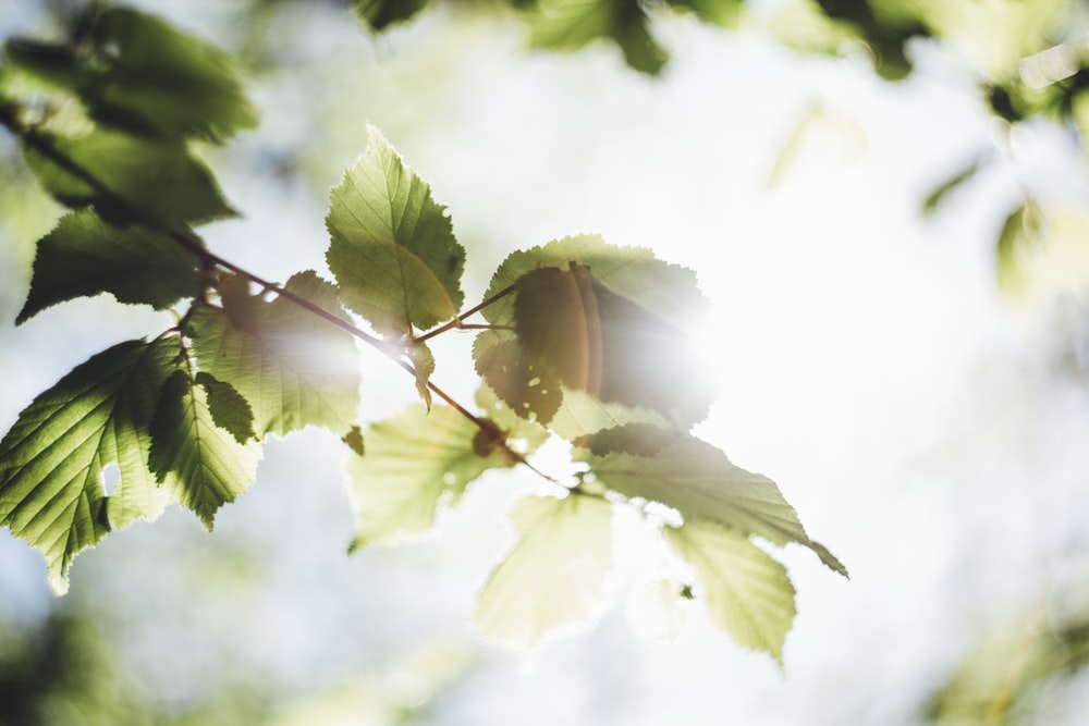 arbre à feuilles vertes