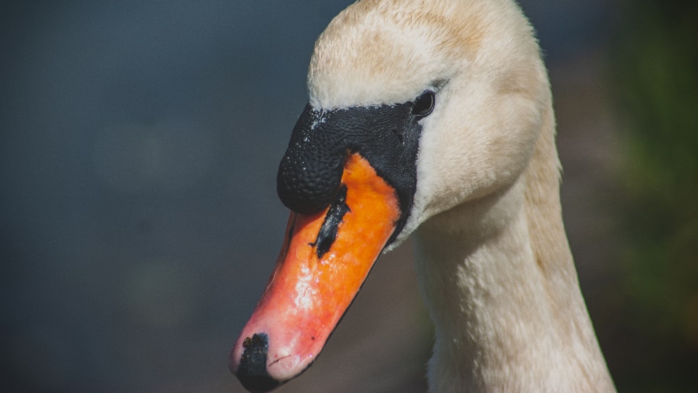 cisne mudo