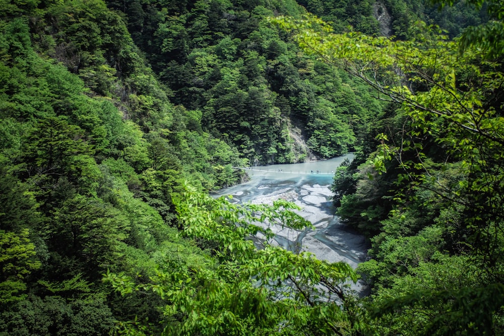 body of water between forest