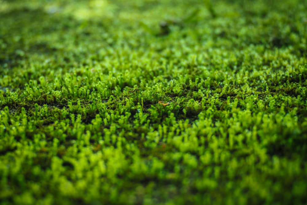 green plants