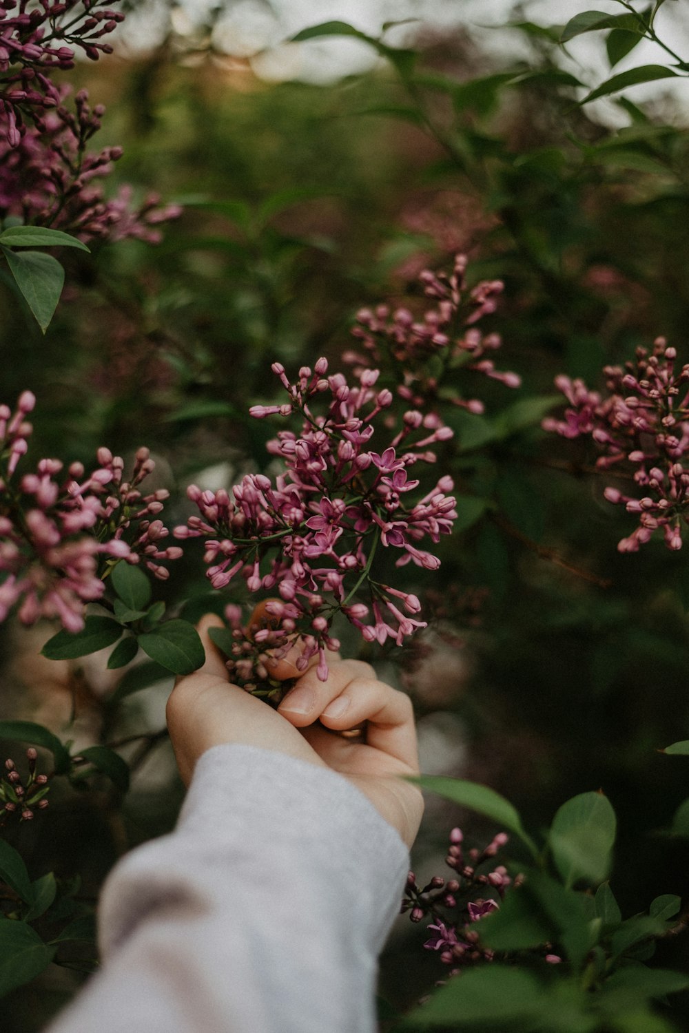 a person holding a bunch of flowers in their hand