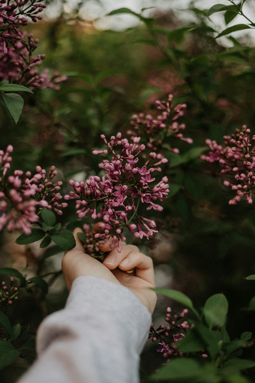uma pessoa segurando um ramo de flores na mão