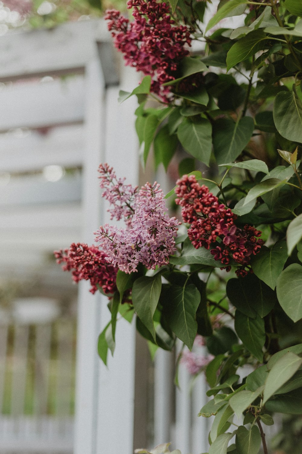 a close up of a flower on a tree