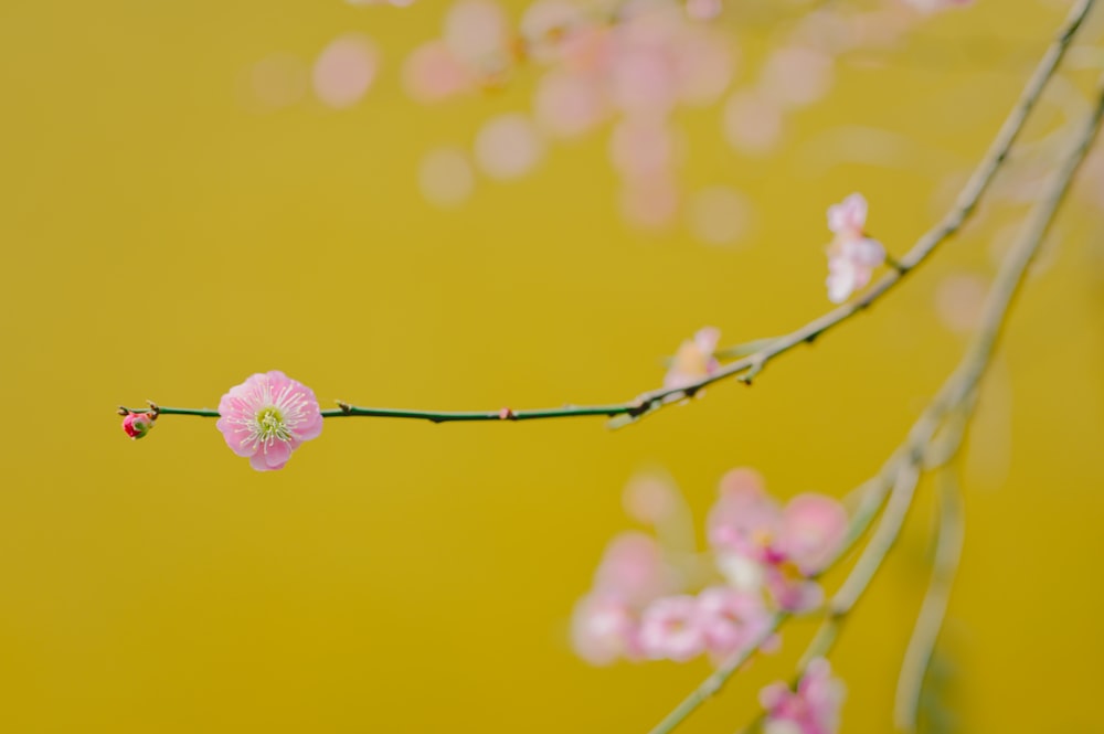 Fotografía de enfoque selectivo de flor rosa