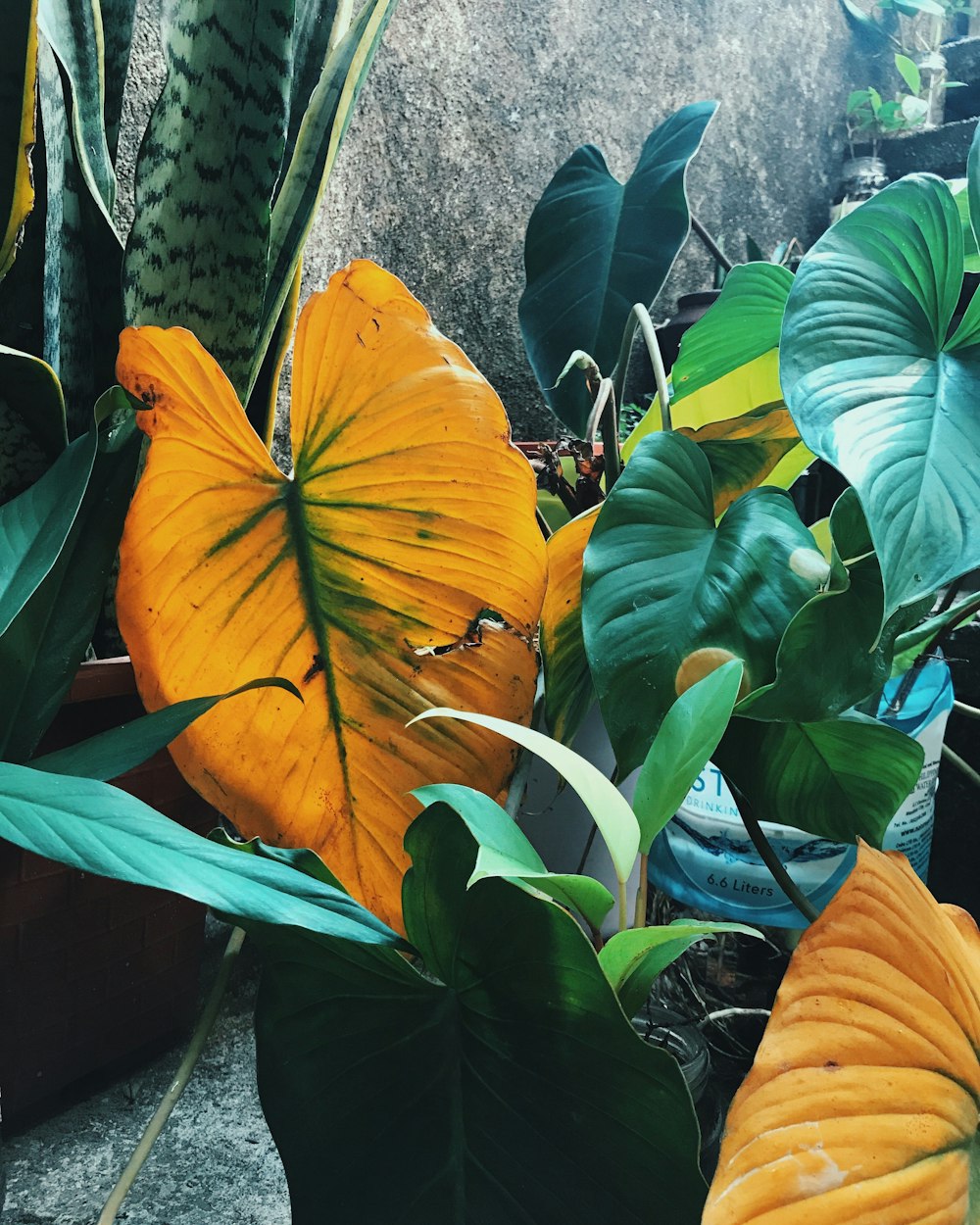 green and yellow leaf plants on pots