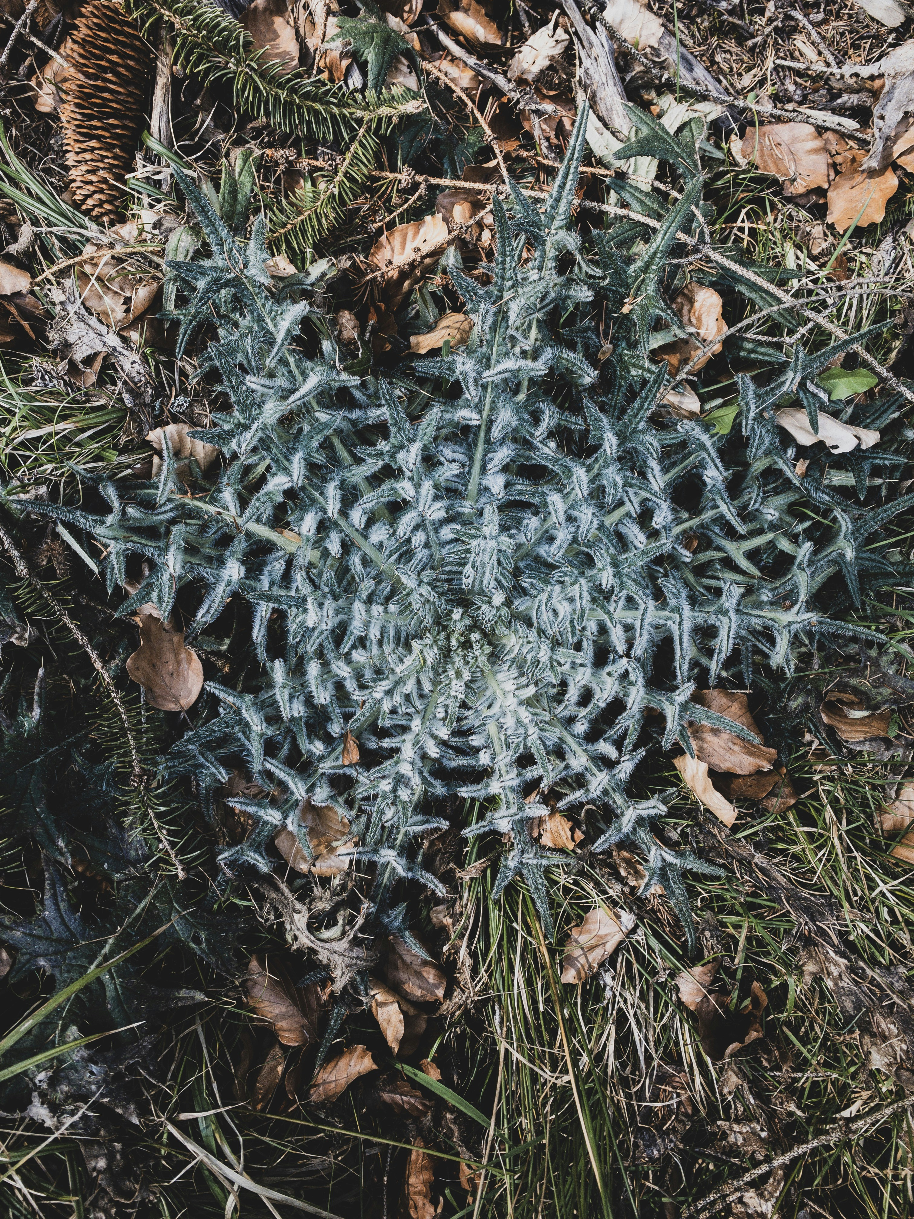 a close up of a plant on the ground
