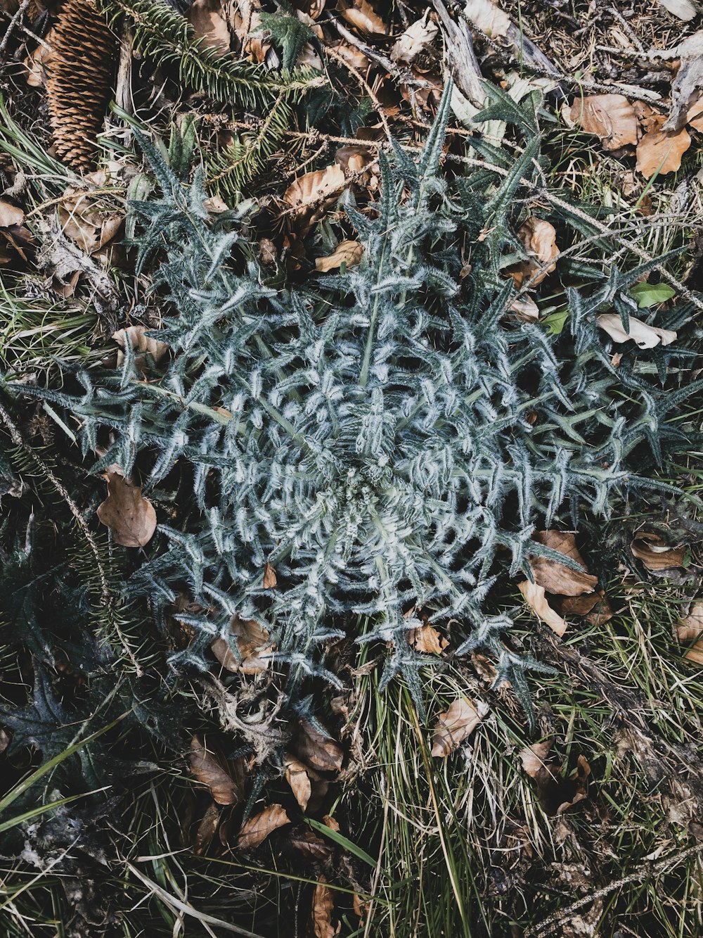 a close up of a plant on the ground