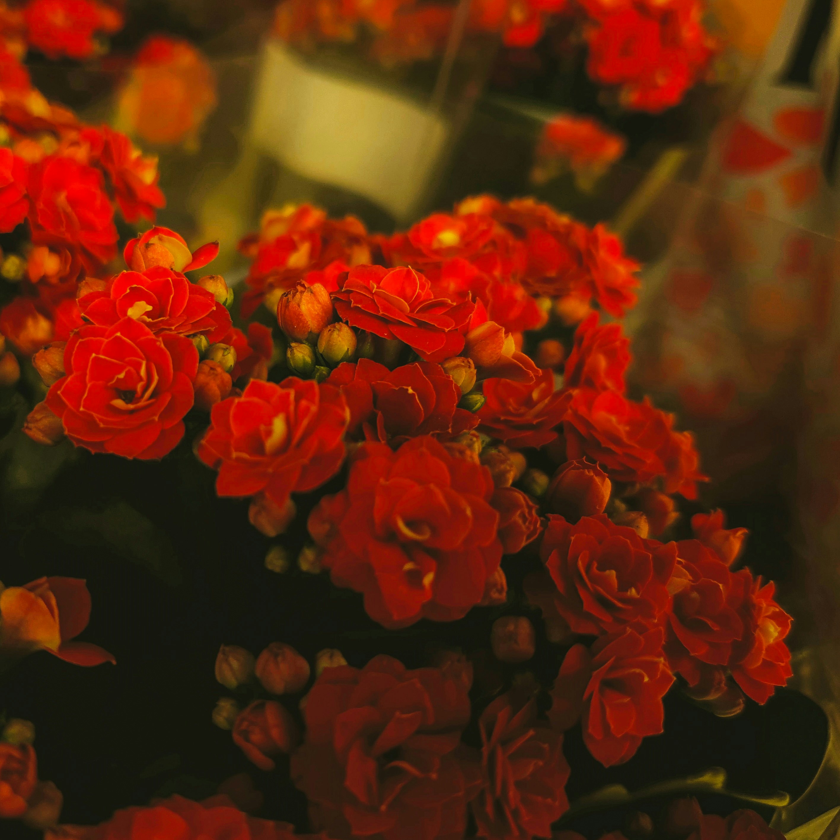 Photo by zalivochkina